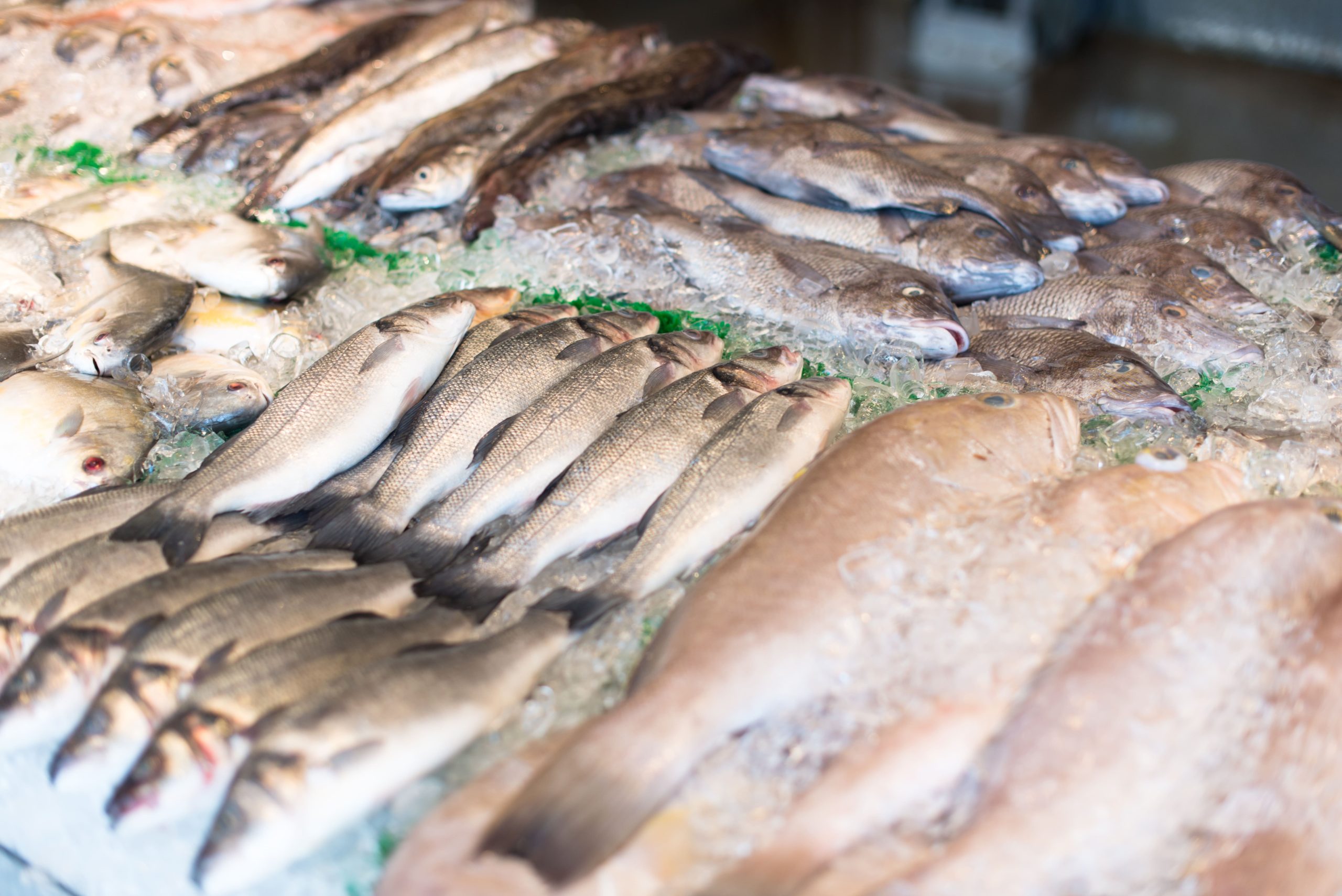 Kandungan micin dari ikan laut